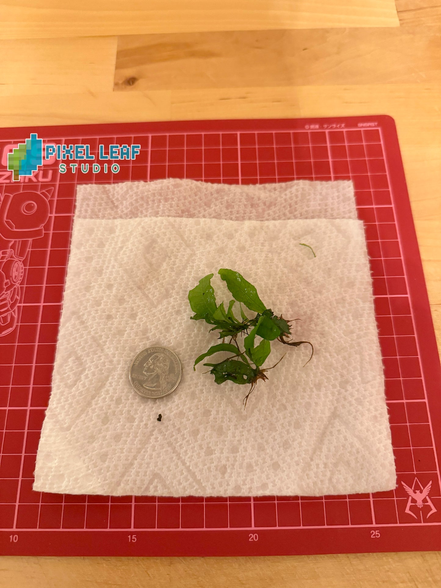 🌿 Live Java Fern