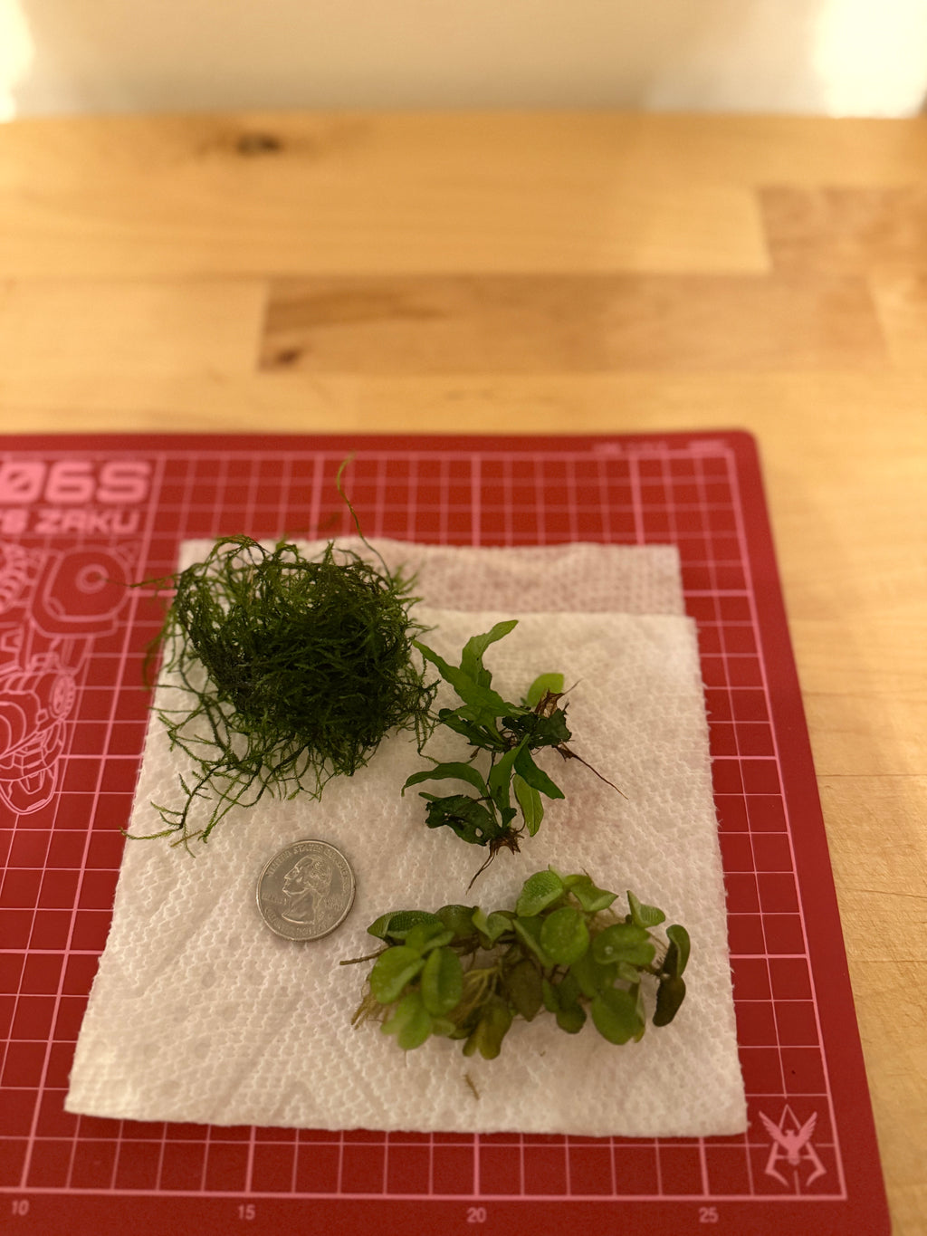 Plant Party Pack – 3 Easy Aquarium Greens 🌱🐟