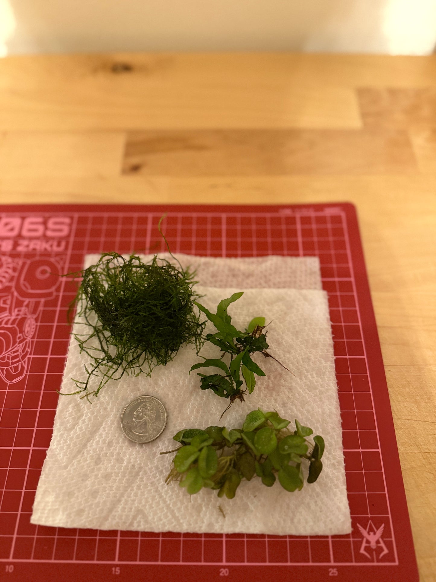 Plant Party Pack – 3 Easy Aquarium Greens 🌱🐟