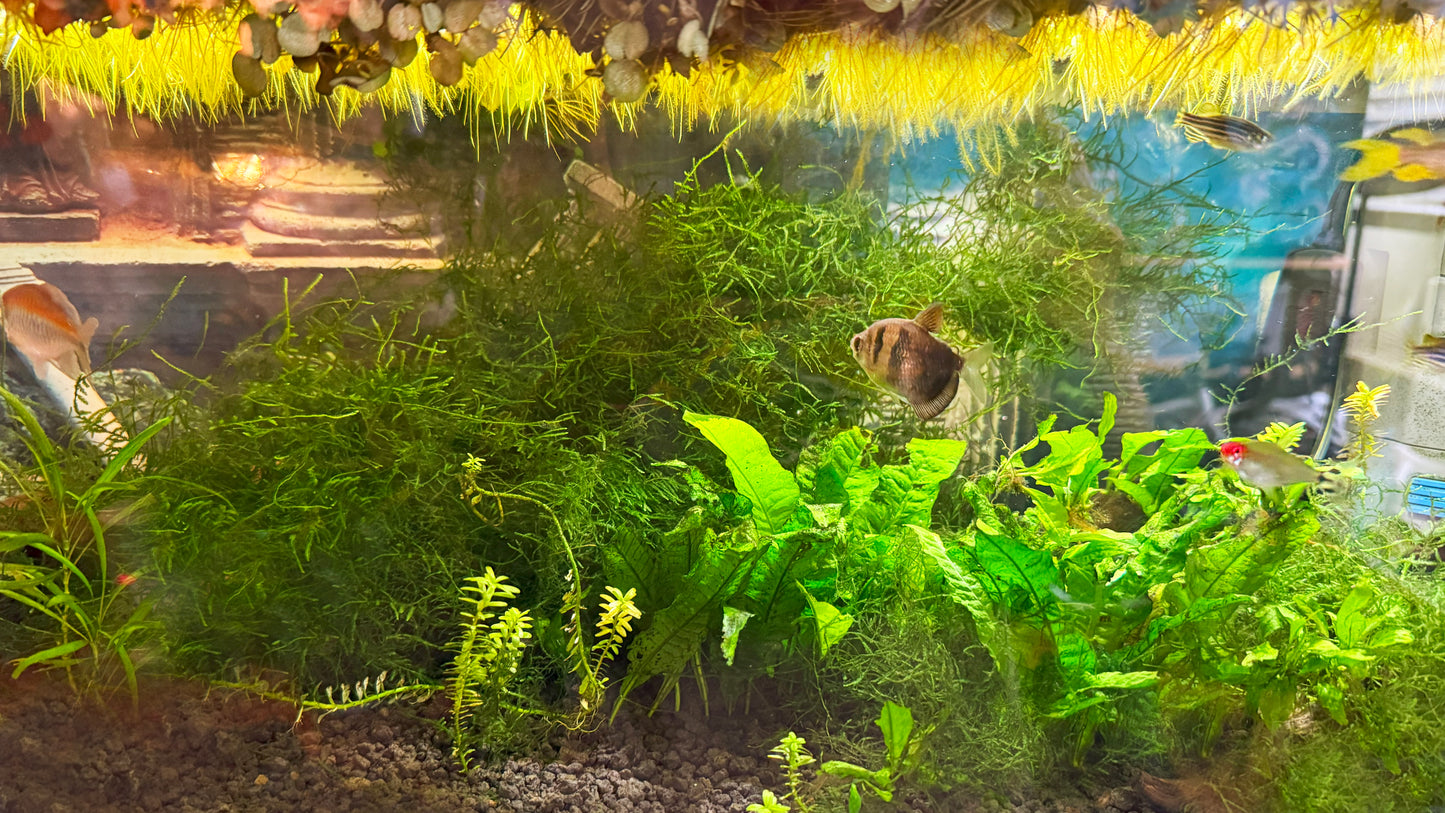 Plant Party Pack – 3 Easy Aquarium Greens 🌱🐟
