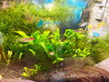 🌿 Live Java Fern