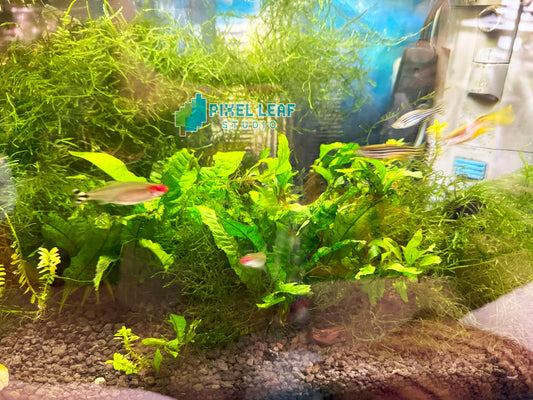 🌿 Live Java Fern