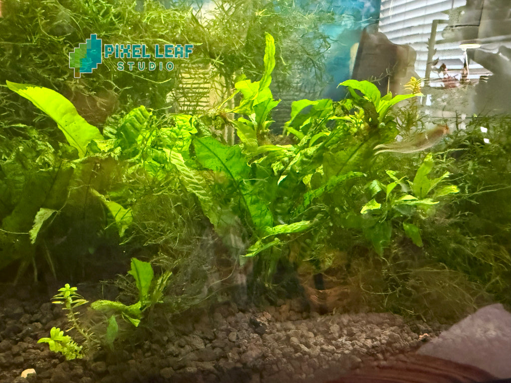 🌿 Live Java Fern