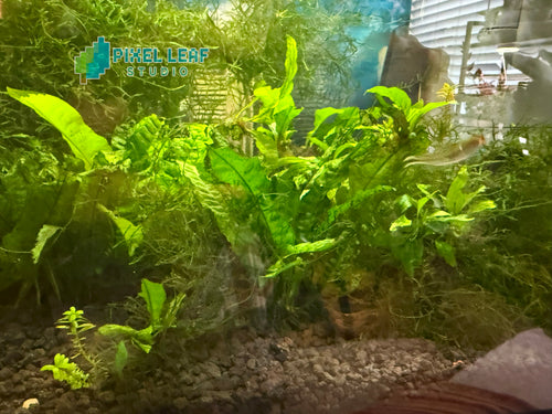🌿 Live Java Fern