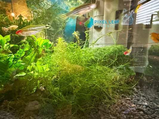 🌿 Live Java Moss