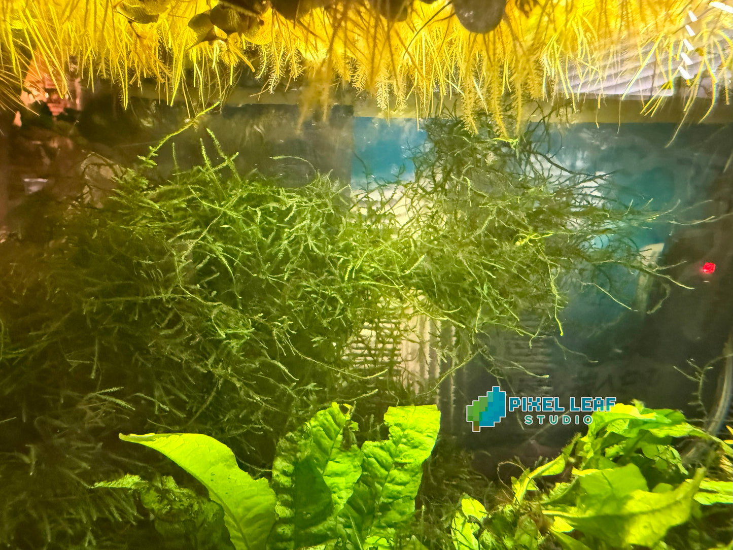 🌿 Live Java Moss