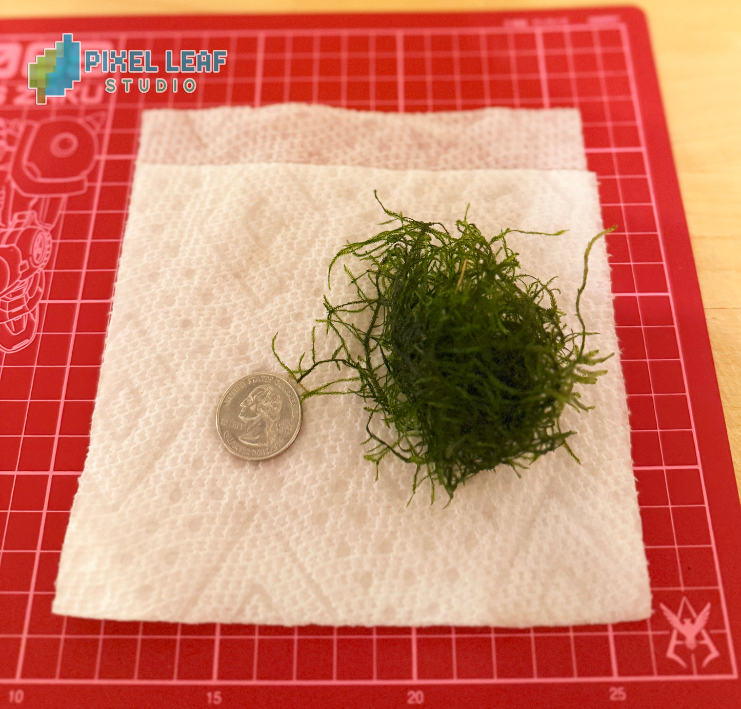 🌿 Live Java Moss