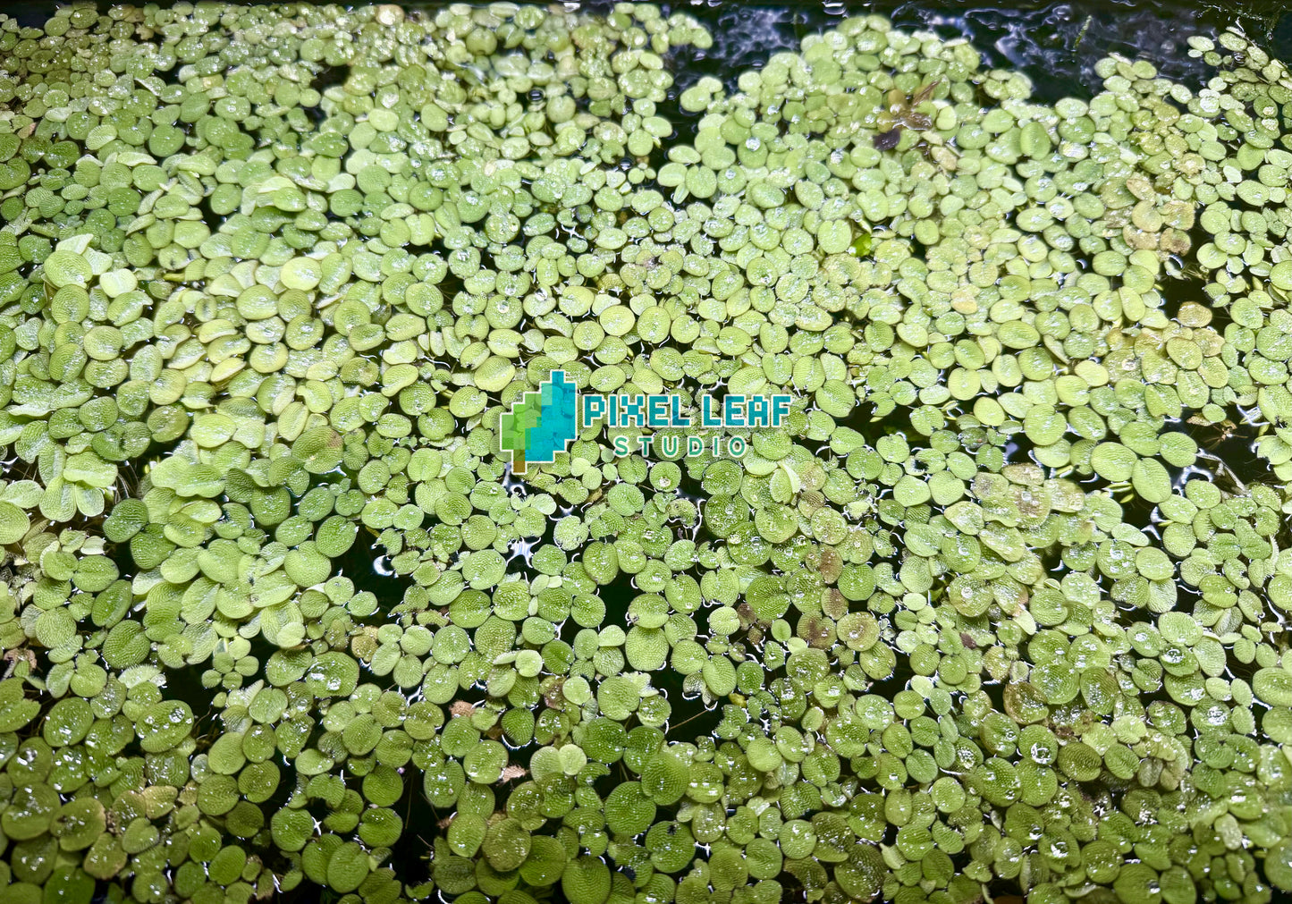 🌿 Live Salvinia Minima