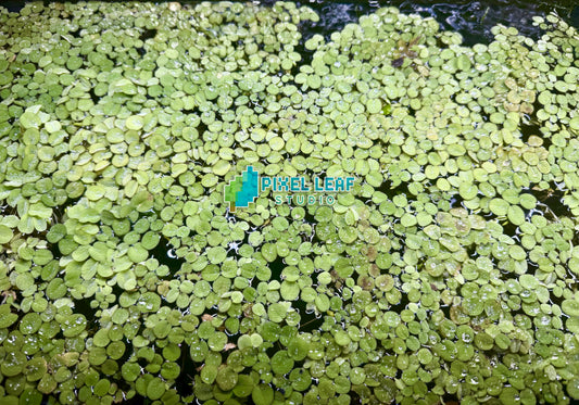 🌿 Live Salvinia Minima
