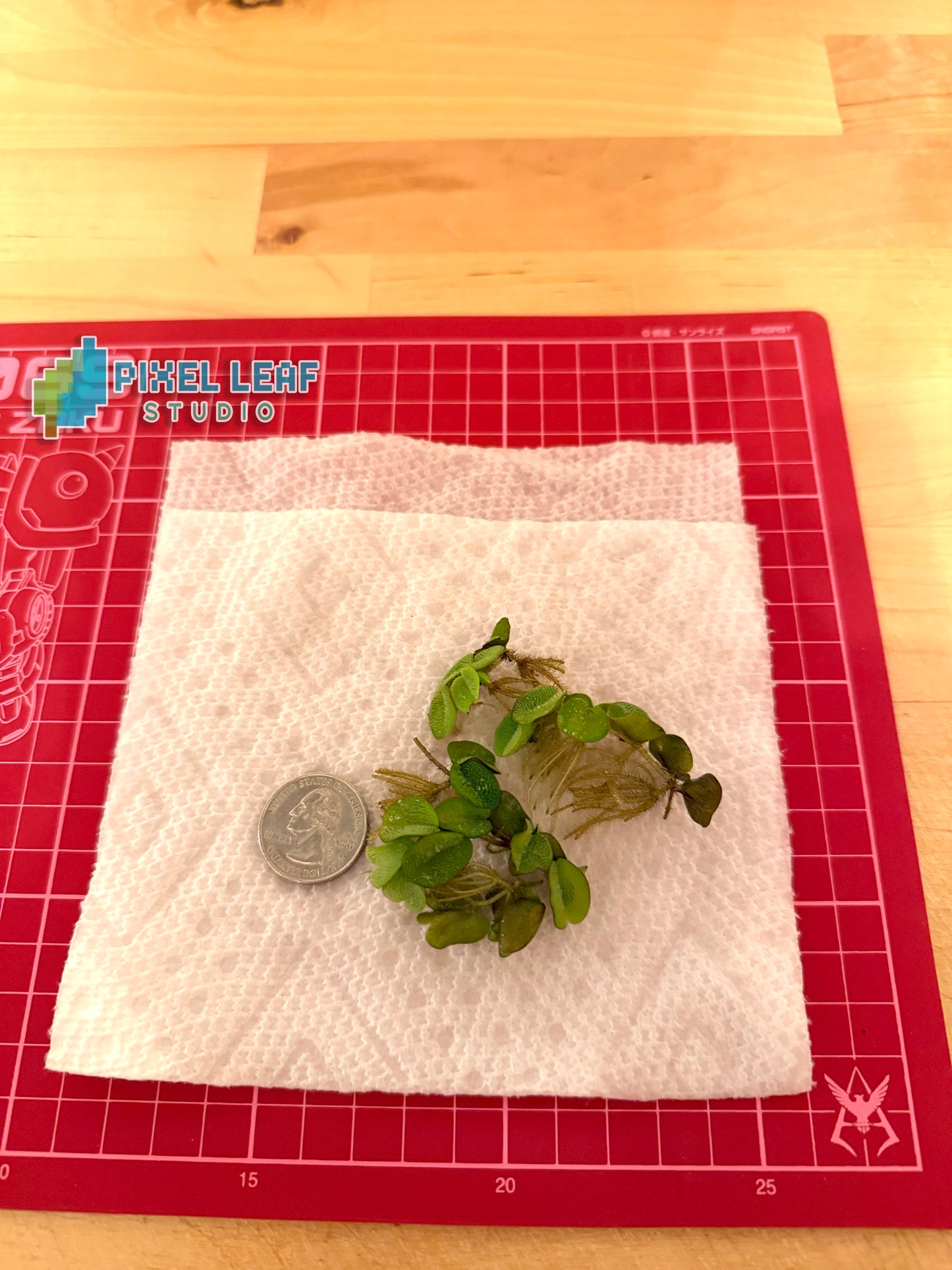 🌿 Live Salvinia Minima